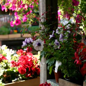 tartu's main market, late spring-early summer
      album