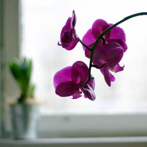 Responsive image