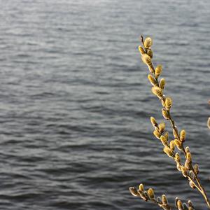 Responsive image