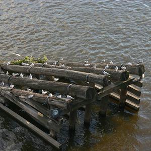 Responsive image