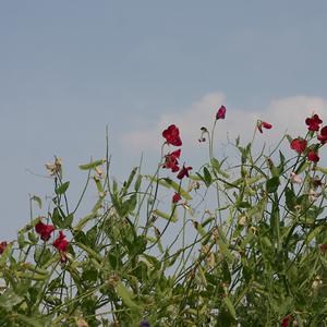 Responsive image