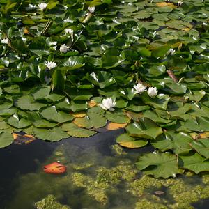 Responsive image