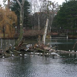 Responsive image