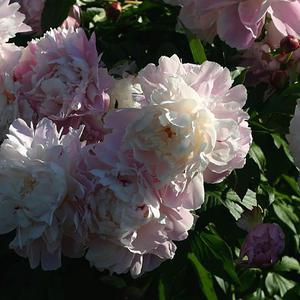 Responsive image
