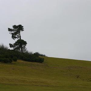 Responsive image